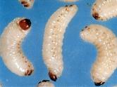 Figure 20. LODGEPOLE PINE BEETLE larvae.