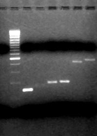 Detection of GM-Soya in soya milk 1 2 3 4 5 6 7 8 413 447 Lane 1: Premise control Lane 2: 100bp DNA ladder Lane 3: CP4