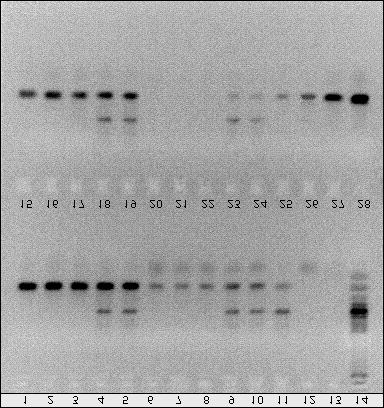 Semi-quantitative detection of genetically modified grains based on CaMV 35S promoter amplification intensity of bands than lane 11 (plasmid DNA control) indicating that inhibitors of PCR reaction in