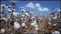 The report analyses the comparative advantage of Tanzania in cotton products in section seven; while section eight discusses the main impediments affecting the development of the cotton industry in