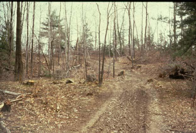 Your woodlot is in fact, a historical document which faithfully
