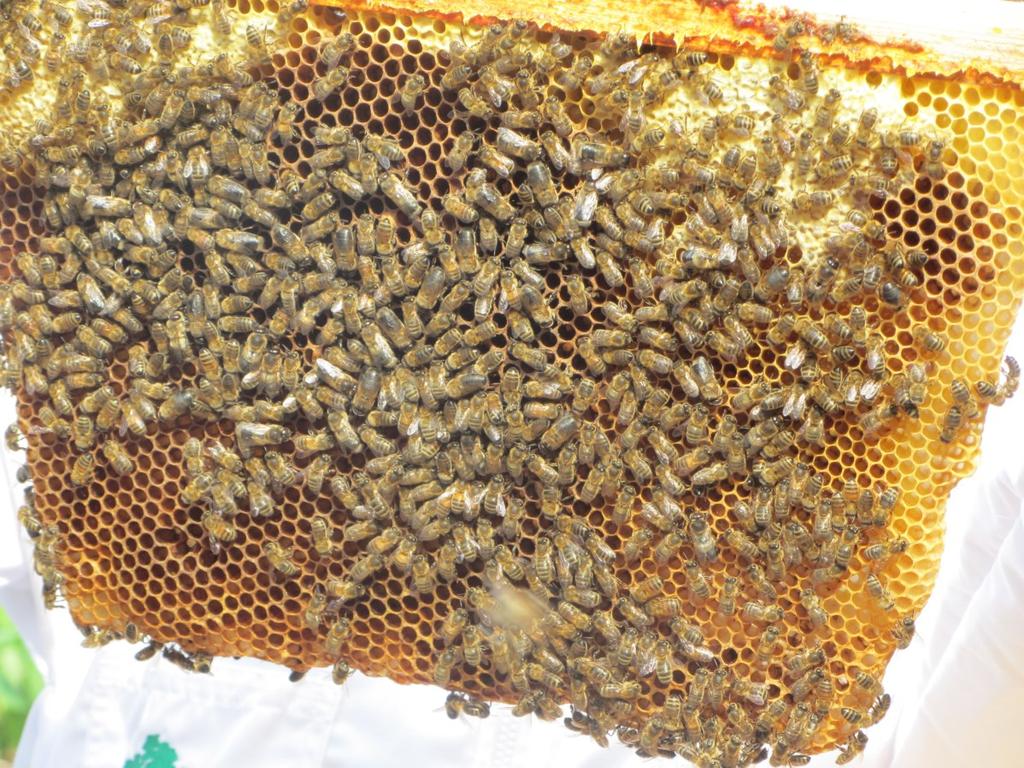 An Ecosystems Approach to sustainability in beekeeping The role of honey bees within an ecosystem is the primary consideration.