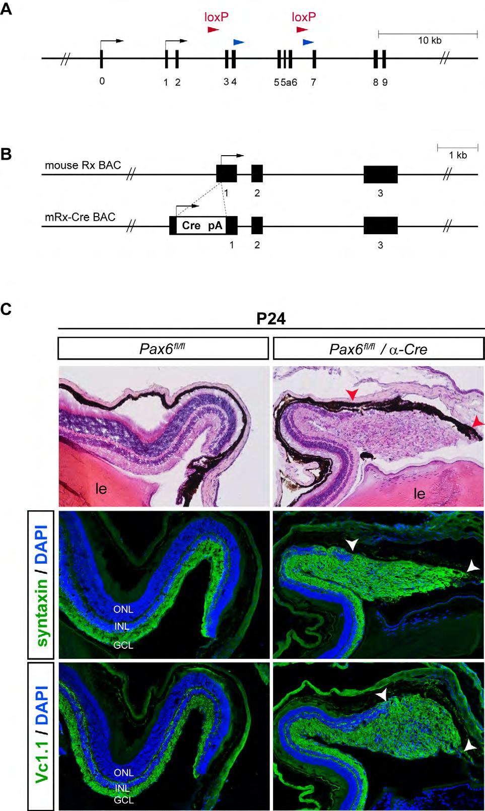 Supplementary Fig. S1. Schematic representation of mouse lines Pax6 fl/fl and mrx-cre used in this study.