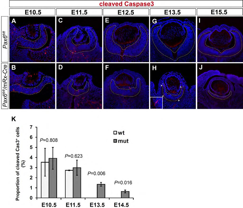 Supplementary Fig. S2. Apoptosis in Pax6-deficient retina.