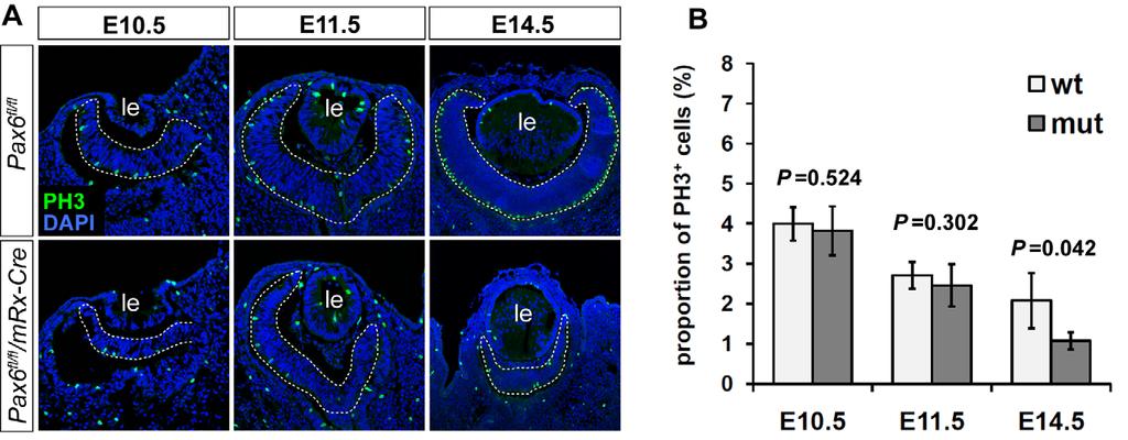 Supplementary Fig. S3. M-phase cell cycle arrest does not contribute to early proliferation phenotype in Pax6-deficient retina.