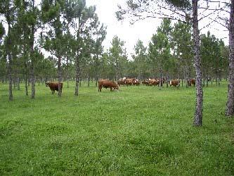 The Opportunity: Land Extensive Ranching Contributes