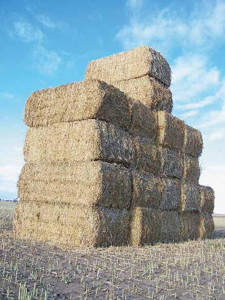KEY POINTS Canola hay and silage can be made from failed crops to cover production costs and is sometimes a profitable venture.