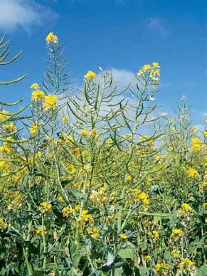 Before cutting a failed canola crop for hay or silage, the withholding period (WHP) and approval for use on forage crops must be checked on the labels of all chemicals used on the crop.