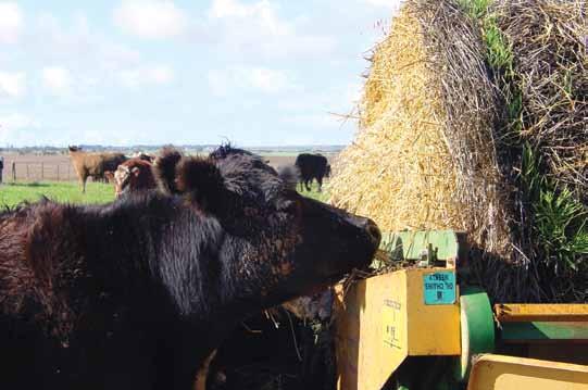 Some dairy farmers limit canola hay or silage to one-third of the ration to ensure no drop in production; conditioning canola hay aggressively to remove any sharp stalk ends; and livestock will