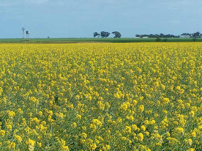 PAGE 6 Frequently asked questions How do I decide what to do with a failed canola crop?