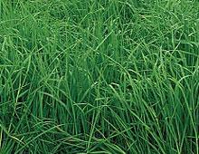 Orchardgrass Early spring producer Quick, high quality regrowth Little