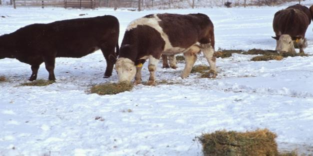 Effect of Alfalfa Hay Quality on Beef Steer Performance Alfalfa Hay Quality % Protein % Fiber DM Intake lb/day