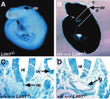 The embryo proper contains a high percentage of wild-type cells (blue) but the embryo lacks head structures anterior to the otic vesicle.