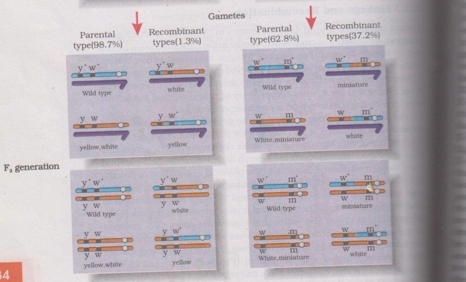 Example : Cross A Cross B F2 generation(any one cross) ; [1/2 X 2=1] Genes are closely linked- less recombinants, genes are far apart- more recombinants[1/2 X 2=1] 20.