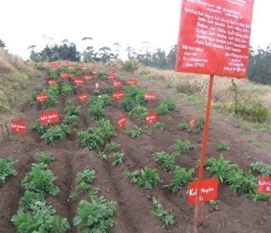 EFFECT OF AMBIENT OZONE ON YIELD OF POTATO DURING TWO SEASONS at Ooty, India January-April 2012 April-July 2012