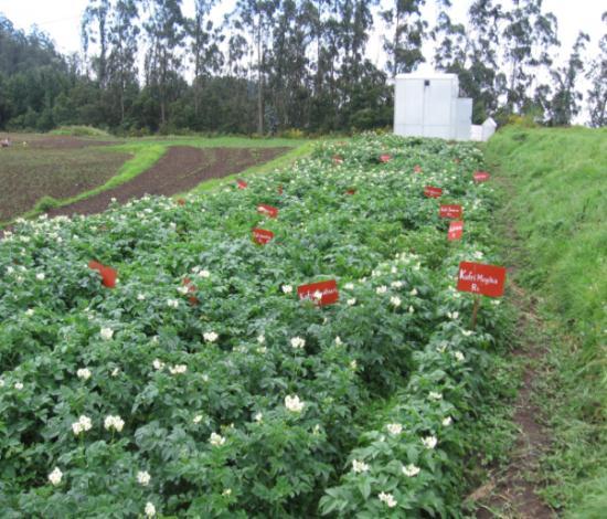 (Jan-Apr)Present Study (Apr-Jul) Calculated AOT40 ppbh Winter grown potato genotypes showed up to 19.