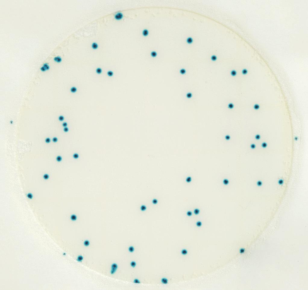 Figure 5 Aerobic Plate Under Normal Lighting The counting range on a 3M Petrifilm Rapid Aerobic Count Plate is 25 300 colonies.
