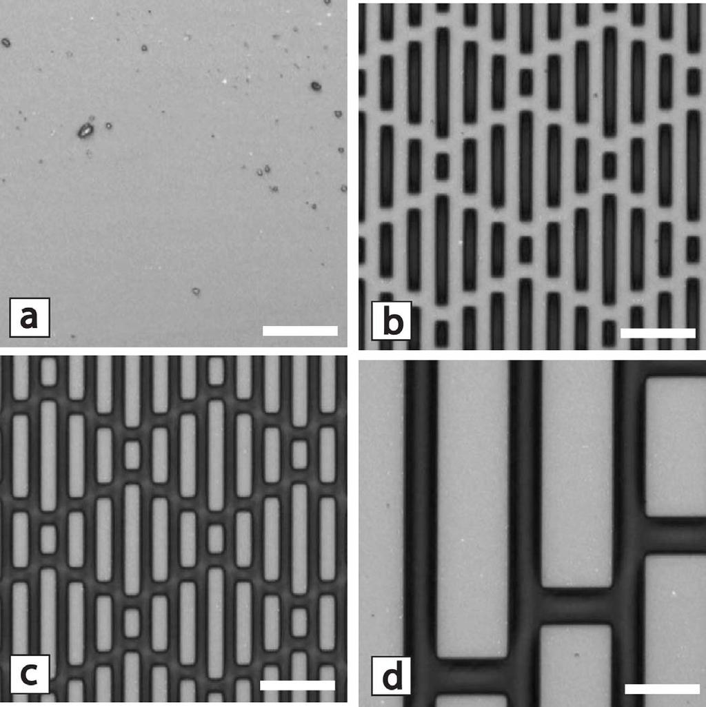 Figure 1. Confocal microscopy images of (a) SM, (b) 3SK2x2, (c) þ3sk2x2, and (d) þ7sk10x5 Sharklet micropatterns replicated in biomedical grade PDMSe. Scale bars: 10lm. þ3sk2x2. The micropatterns replicated for testing included SM, 3SK2x2, þ3sk2x2, and þ7sk10x5 (Fig.