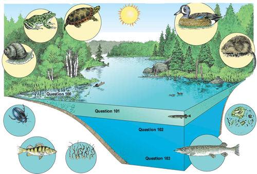 a) Profundal zone b) Benthic zone c) Littoral zone d) Limnetic zone e) Eutrophic zone For questions 104-106, refer to