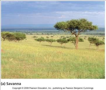 Savanna Grassland interspersed
