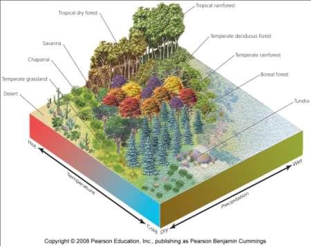 A variety of factors determine the biome The biome in an area depends on a variety of abiotic factors Temperature, precipitation, atmospheric