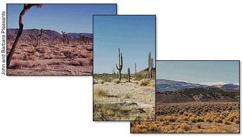 6-3 Desert Biomes Desert: An area where evaporation exceeds precipitation There are four major types: Tropical deserts Temperate deserts Cold deserts Semidesert Location: They cover about 30% of the