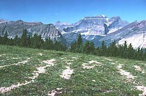 Alpine Tundra another type of tundra Location: occurs above the limit of tree growth but below the permanent snow line on high mountains Fauna: elk, mountain goats, sheep, golden eagles,