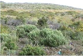Chaparral Spanish for thicket Climate: warm, dry summers and cool, moist winters. Flora: Evergreen shrubs with small leathery leaves form dense thickets.