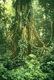 Tropical Rainforest Type of broadleaf evergreen forest Location: near equator. Largest found in South America Amazon River basin Climate: hot moist air.