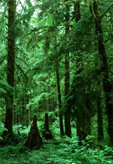 Temperate Rainforests Location: coastal temperate areas with ample rainfall or
