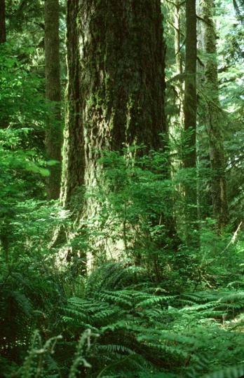 dominated by dense stands of large conifers: Sitka spruces, douglas fir, and