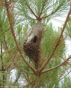 Climate Shift: a change in distribution Pine processionary moth, Thaumetopoea pityocampa