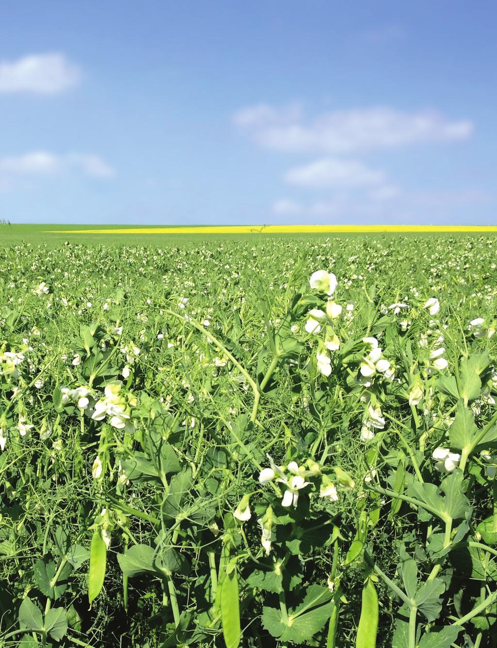 PULSES Peas, lentils and faba beans HIGHER YIELDS THROUGH BETTER PHOSPHORUS UPTAKE Legumes associated with N-fixing rhizobia also require more P [...].