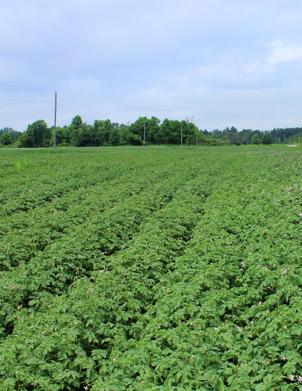 POTATO INCREASED MARKETABLE YIELDS AND HOMOGENEITY Analysis of a large dataset of mycorrhiza inoculation field trials on potato shows highly significant increases in yield.