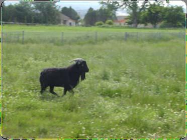 Establishment of 3 native black goat breeds Development of fiber concentrate feed - cost 8.