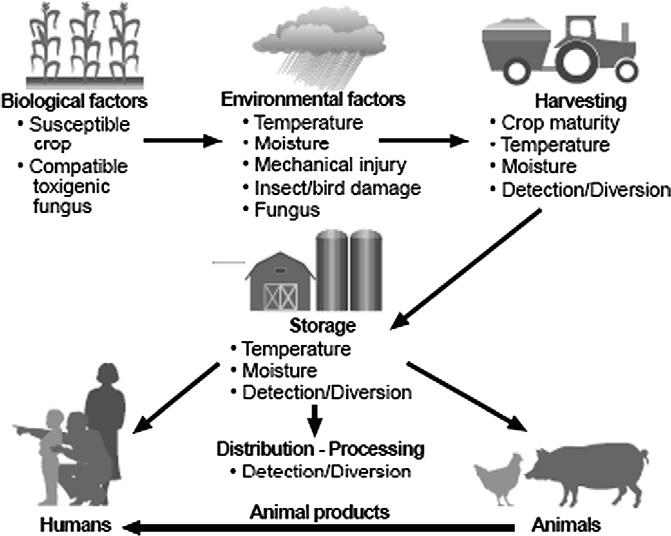 Climate Change and Aflatoxins Reference: 1 Patterson and Lima, 2010. How will climate change affect mycotoxins in food?