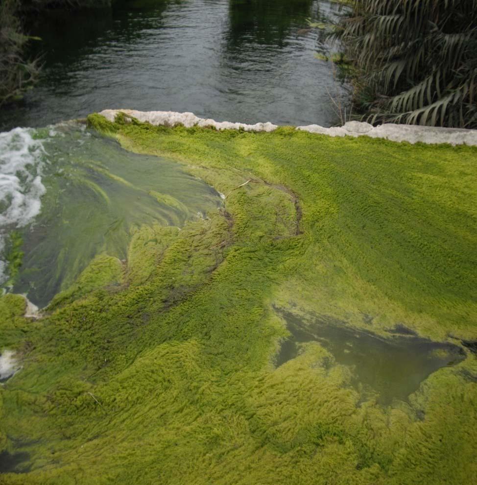 Harmful and Nuisance Algal Blooms Cyanobacteria (blue-green algae) produce toxins (microcystins, nodularins, saxitoxins, anatoxin-a, anatoxin-a(s), cylindrospermopsin) whose