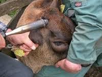 Castrating DEHORNING Pain mitigation where and how to