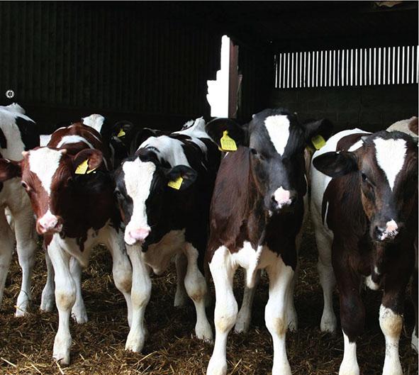 High Welfare Veal Waitrose pioneered the sale of UK-produced High Welfare Veal. We have one dedicated veal supplier that we have worked with for more than 30 years.