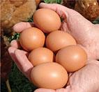 Duck A brood and move system is the basis for our farming system. Birds arrive on the farm as day-old poults direct from the hatchery.