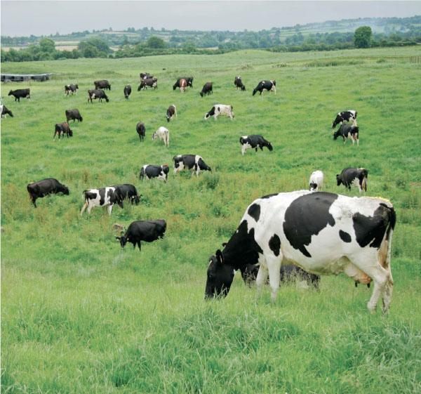 Conventional milk Our Waitrose Conventional Milk Scheme incorporates exacting standards to ensure that the dairy cows, at whatever stage of their lives, are treated humanely and with high levels of