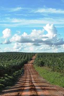 lands, mainly in Brazil IN SOUTHEAST ASIA Main drivers are oil palm and pulp and paper plantations Part of that