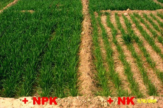 Agronomics study What will happen without phosphorus?
