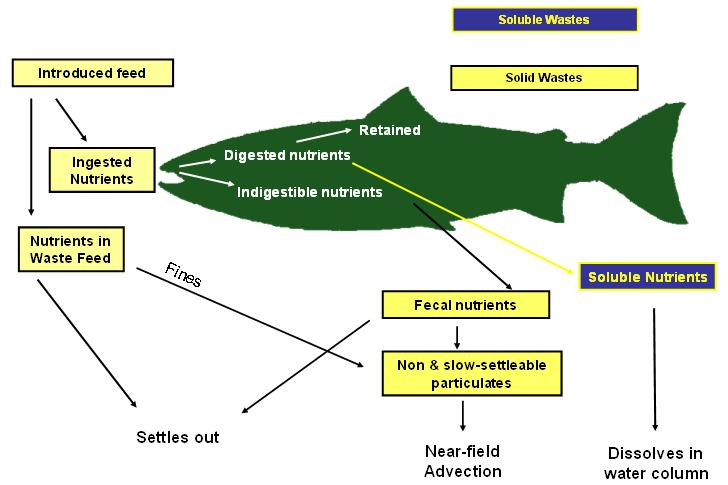Flow of Nutrients in