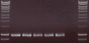 integrase docking strain on chromosome 3R.