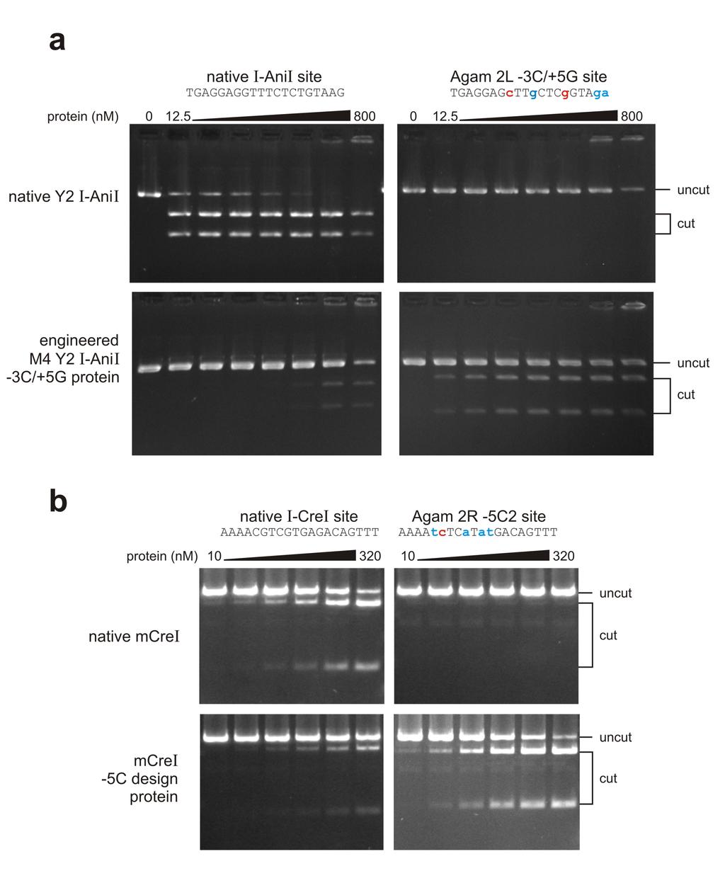 RESEARCH SUPPLEMENTARY INFORMATION Supplementary Figure 6. Cleavage of Anopheles gambiae chromosomal target sites by engineering variants of the I-AniI and mcrei homing endonucleases.