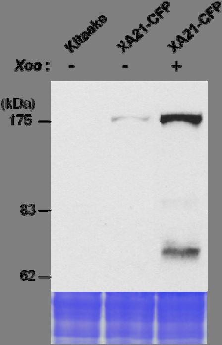 Supplementary Information Supplementary Figure S1. Immunodetection of full-length XA21 and the XA21 C-terminal cleavage product.