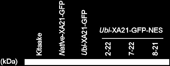 genome (data not shown). Protein accumulation of the XA21-GFP-NES in transgenic lines, 2-22, 7-22, and 8-21 was compared with XA21-GFP in Ubi-XA21-GFP line.