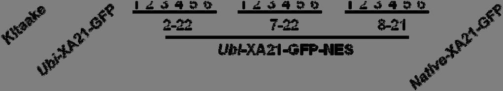 Kitaake, Ubi-XA21-GFP (homozygous 5-5-4), Ubi-XA21-GFP-NES (2-22, 7-22, and 8-21), and