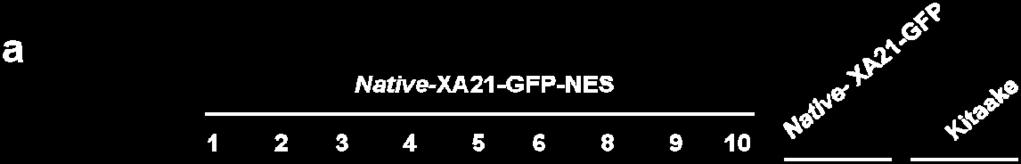(a) XA21-GFP-NES transcript was expressed in the Native-XA21-GFP-NES rice plants.